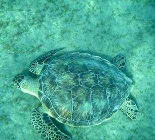 Schnorcheln Marsa Alam