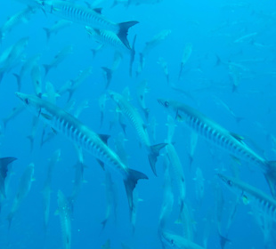 Barracudas - ca. 400 bis 500 Tiere