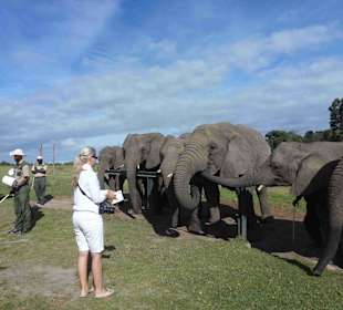 Knynsa Elephant Park