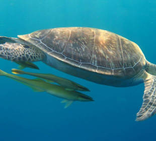 Schildkröte mit Putzerfischen