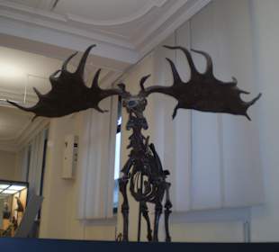 Zoologisches Forschungsmuseum Alexander Koenig
