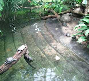 Schildkröten