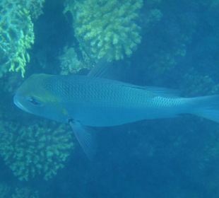 Fisch