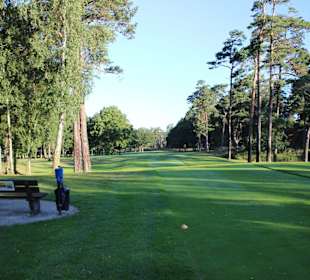 Kiefern umsäumte Bahnen