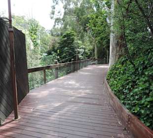 Hier geht es zum Dampfzug Puffing Billy