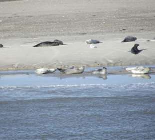 Vorbei an den Seehundbänken von Norderney