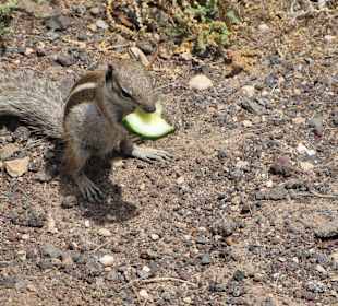 Streifenhörnchen in Jandia