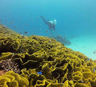 Diving Astrolabe Reef