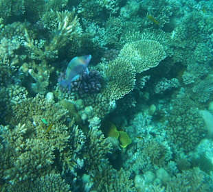 Hausriff Arabia Azur