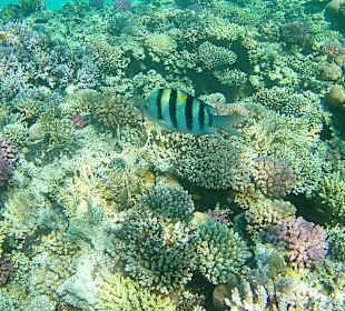 Schnorcheln Soma Bay