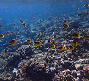 Schnorcheln Marsa Alam
