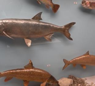 Natur- und Jagdmuseum