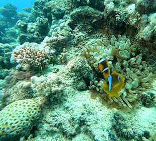 Schnorcheln Marsa Alam
