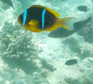 Schnorcheln Hurghada