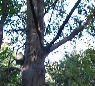 Baumlehrpfad Zollertal