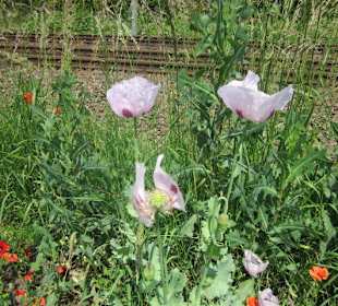 Mohnblumen am Rand des Rettichfestes