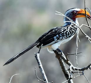 Südl.Gelbschnabeltoko