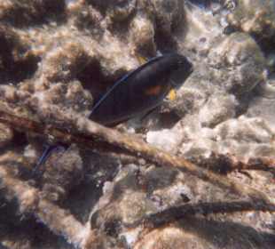 Unterwasserwelt am Hotel-Riff