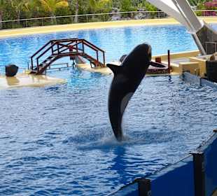 Orca Show