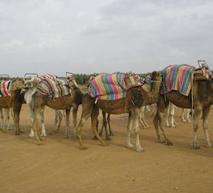 Kameltour