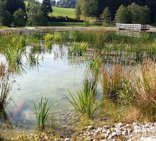 Winderschön angelegter Teich