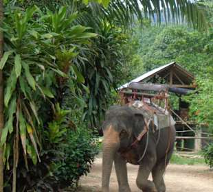 Elefanten Camp Khao Sok