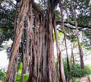 Botanischer Garten Puerto de la cruz