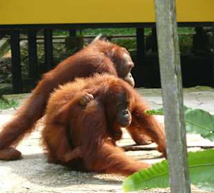 Orangutas
