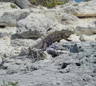 Der Leguan kommt öfter mal vorbei am Strand