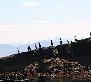Ein Felsen voller Kormorane