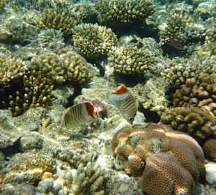 Hausriff, eine Reise wert