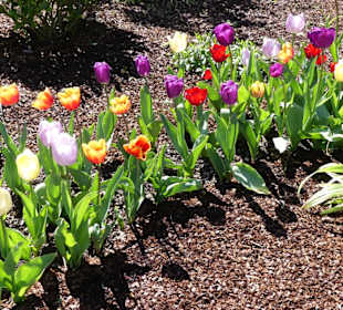 Frühling 2020 am Wegesrand