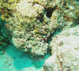 Tauchen bei der Dive Connection