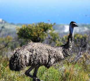Emu