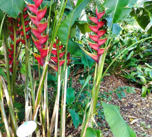 Botanischer Garten Puerto de la Cruz