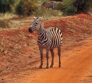 Zebra