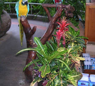 Papageien im Loro Parque