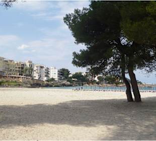 Der Strand mit Pinienbäumen