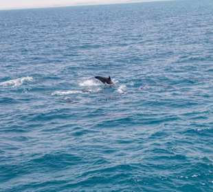 Delfinausflug