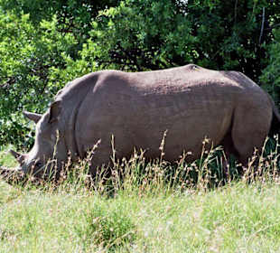 Naßhorn in der Masai Mara