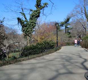       Central Park ,NYC