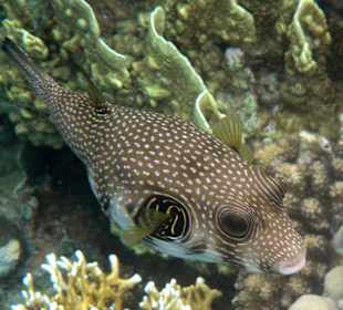 Schnorcheln Makadi Bay