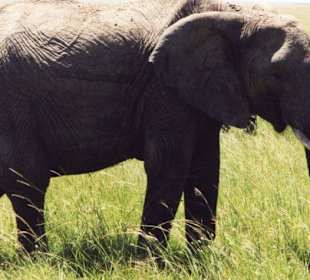 Elefanten