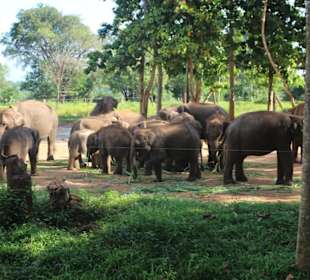 Elephant Transit Home Udawalawe
