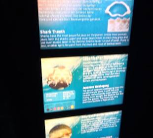 Sea Life