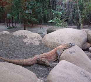 Im Zoo
