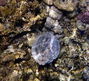 Am Aussenriff Richtung Resta Reef