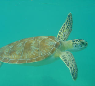 Turtle Bay