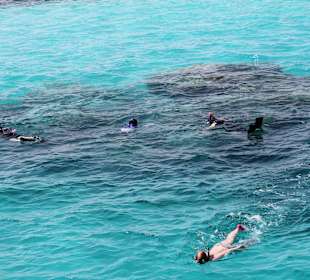 Köpfchen in das Wasser