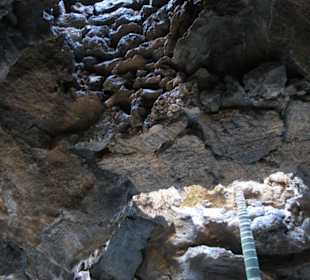 Baum wächst aus der Lavablase 